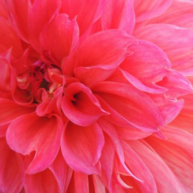 認知症に対するはり治療